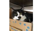 Adopt Mj a Domestic Mediumhair / Mixed cat in Burnaby, BC (34770174)