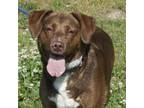 Adopt CoCo A BrownChocolate Mixed Breed Medium  Mixed Dog In Gloucester VA 34770092