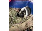 Adopt *JOY a Black Guinea Pig / Mixed small animal in Las Vegas, NV (34770037)