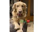 Adopt Alton a Tan/Yellow/Fawn Golden Retriever / Mixed dog in Rockport