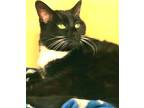 Adopt Lulu a Black & White or Tuxedo Domestic Shorthair (short coat) cat in
