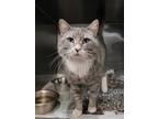 Adopt BILLIE a Gray, Blue or Silver Tabby Domestic Shorthair / Mixed (short