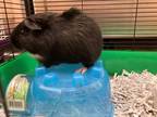 Adopt BRIAN A Black Guinea Pig  Mixed Small Animal In St Louis MO 34769900