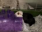 Adopt LETTIE A Black Guinea Pig  Mixed Small Animal In St Louis MO 34769899