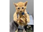 Adopt ABBOT A Orange Or Red Domestic Shorthair / Mixed (short Coat) Cat In San