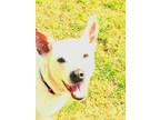 Adopt Princess Diana a White Staffordshire Bull Terrier / Mixed dog in Franklin