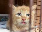 Adopt EDDIE A Orange Or Red Tabby Domestic Shorthair  Mixed Short Coat Cat In Austin TX 34769870