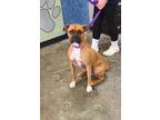 Adopt Callie-In Foster Care! Online App Required! a Tan/Yellow/Fawn Boxer /