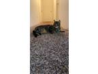 Adopt Lynx and Pickleton a Brown Tabby Domestic Shorthair / Mixed (short coat)