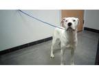 Adopt Carter a White Mixed Breed (Large) / Mixed dog in Farmington
