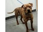 Adopt Brixton a Brown/Chocolate American Pit Bull Terrier / Mixed dog in
