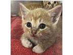 Adopt Piglet A Tan Or Fawn Domestic Shorthair  Domestic Shorthair  Mixed Cat In Newport News VA 34769788