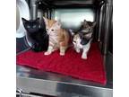 Adopt 127323Bonnie Raitt A Calico Or Dilute Calico Domestic Shorthair  Mixed Cat In Standish MI 34769702