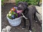 Adopt Elmo a Labrador Retriever / Mixed dog in Wilmington, DE (34769489)