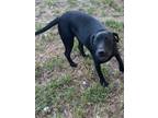 Adopt Bear a Black Beagle / Mixed dog in San Antonio, TX (34750041)