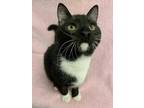 Adopt Tony a All Black Domestic Shorthair / Domestic Shorthair / Mixed cat in