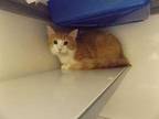 Adopt Bear a Orange or Red Domestic Longhair / Domestic Shorthair / Mixed cat in