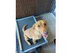 Adopt Clifford A RedGoldenOrangeChestnut Labrador Retriever  Mixed Dog In Irving TX 34769746

Spayedneutered