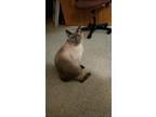 Adopt Snickers a Gray or Blue Siamese / Mixed (short coat) cat in Ashland