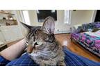 Adopt Sophie a Brown Tabby Domestic Shorthair / Mixed (short coat) cat in