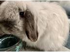 Is A Gentle  Quiet Little Girl  We Think Shes About A Year Old  She Is A Fuzzy Lop So Will Need Extra Grooming To Keep Her Comfy   Enjoys Being Petted