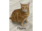 Adopt Phoenix a Orange or Red (Mostly) Domestic Shorthair / Mixed (short coat)