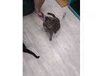 Adopt WoFat a Gray or Blue Domestic Shorthair / Mixed (short coat) cat in