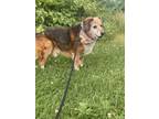 Adopt Koopa a Tan/Yellow/Fawn Mixed Breed (Large) / Mixed dog in Lancaster