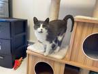 Adopt Karolina a Gray or Blue (Mostly) Domestic Shorthair (short coat) cat in