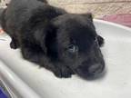 Adopt 1 a Black Retriever (Unknown Type) / Mixed dog in Fort Worth