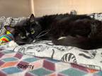 Adopt Sherry a Black & White or Tuxedo Domestic Shorthair (short coat) cat in
