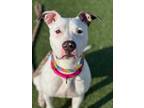 Adopt Suki a White American Pit Bull Terrier / Mixed dog in Valley View