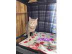 Adopt Antique a Gray, Blue or Silver Tabby Domestic Shorthair (short coat) cat