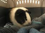 Millie, Guinea Pig For Adoption In New York, New York
