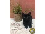 Mandy, Domestic Shorthair For Adoption In Nicholasville, Kentucky