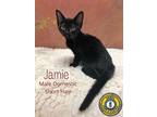 Jamie, Domestic Shorthair For Adoption In Nicholasville, Kentucky