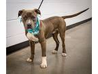 Benny, American Staffordshire Terrier For Adoption In Midwest City, Oklahoma