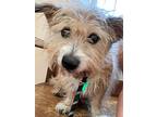 Hi There Im Murphy And I Am A Handsome Little Cairn Terrier Probably Mixed With Some Chihuahua This Is Texas And Almost Every Dog Is Mixed With Some C