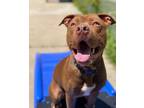 Burger, American Pit Bull Terrier For Adoption In Chicago Heights, Illinois
