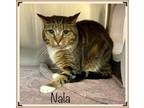 Meet Nala This Pretty Girl Is About 7 Years Old She Came To Us As A Lost Girl And No One Has Come To Fetch Her So She Is In The Market For A New Home 