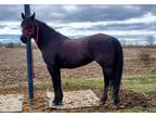 Gorgeous Black Titled BLM Mustang Mare