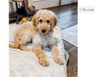 The Goldendoodle Is A Total Sweetheart She Is One Of The Quieter Pups In Her Litter And She Loves To Snuggle When Outside S Our Adventurer She Loves T