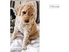 Portia The Goldendoodle Is The Diva Of This Litter Shes Super Playful Always Wants To Be Held And Loves Her People Portia Was The First To Walk The Fi