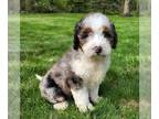 Puppy For Sale In DALTON Ohio 44618 US
Nickname Monica 
This Adorable F1 Moyen  Puppy Will Make A Great Addition To Any Family Comes With A 5 Year Gen