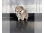 Pomeranian Puppy For Sale In HAYWARD California 94545 US
Nickname Pomeranians 
Puppies Will Be 1200  5000 Fully White Merles Sables Creams Blacks And 