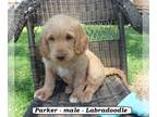 Miniature Labradoodle PUPPY FOR SALE ADN-392869 - Friendly Labradoodle puppy