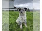 Australian Cattle Dog PUPPY FOR SALE ADN-392810 - Chimichanga