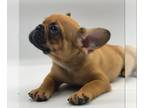 French Bulldog Puppy For Sale In PALO ALTO California 94306 US
Nickname Arthur 
Arthur Is The King Of The Castle And Hes Looking For A Royal Family To