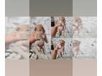 Pomeranian PUPPY FOR SALE ADN-392899 - Pomeranian