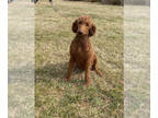 Poodle (Standard) PUPPY FOR SALE ADN-392817 - 4 yr old Female for Adoption